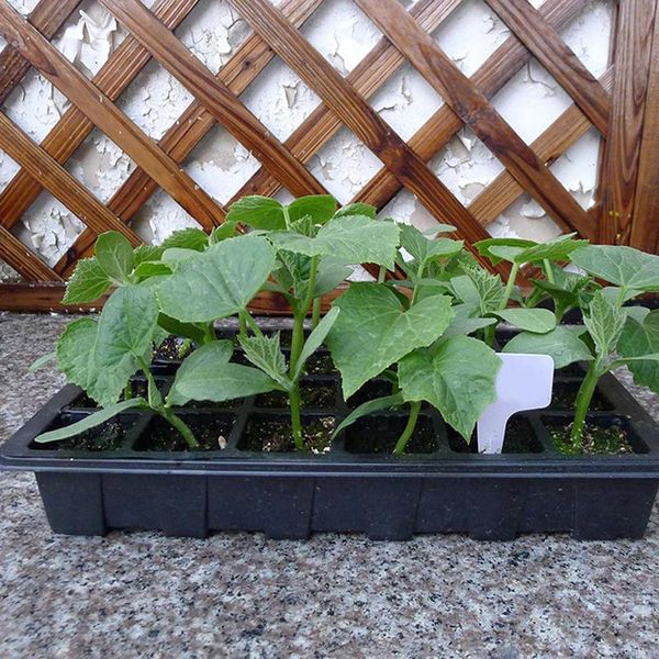

flower pot seeds seedling tray sprout plate nursery pots with transparent lids box for gardening large plug seeding planters &