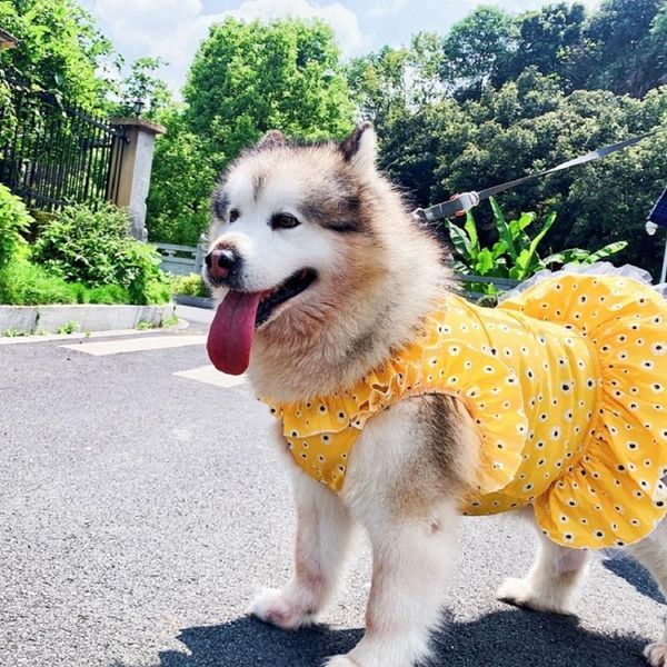 

dog apparel spring and summer dogs cats waves ruffles fresh daisies dress teddy bichon alaska golden retriever satsuma