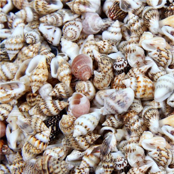 

natural conch shells aquarium decoration home decor sea beach shell seashells for diy crafts decorations