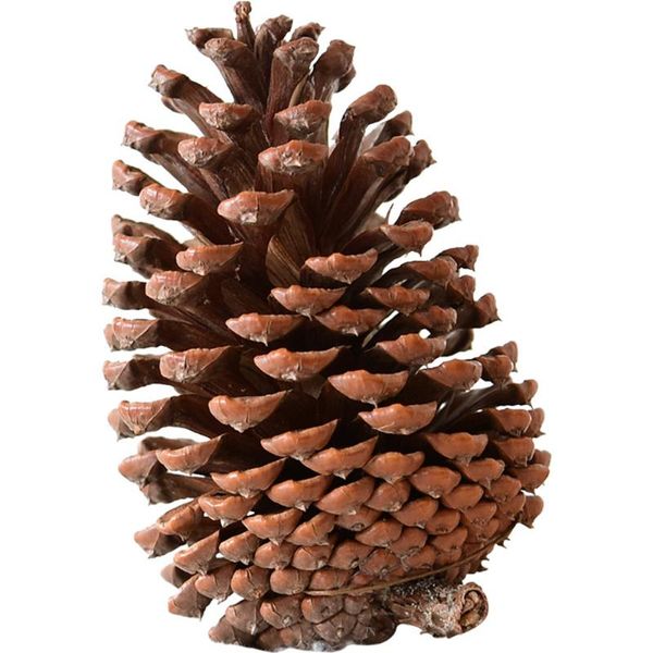 

h14cm natural dried flowers big pine cone acorn flower for home christmas diy garland wreath decoration decorative & wreaths