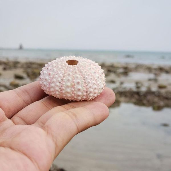 

decorations 4 random color natural shells conch green sea urchin decoration aquarium home coastal big u8j6