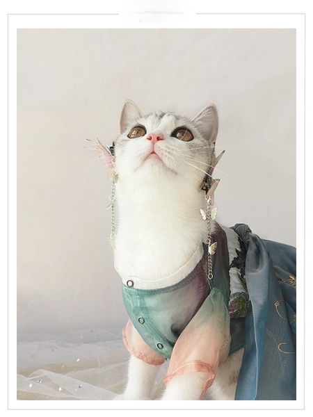 

customized [litchi cooked] spring breeze big joe original pet hanfu online celebrity cat dog clothes ancient chinese style costumes