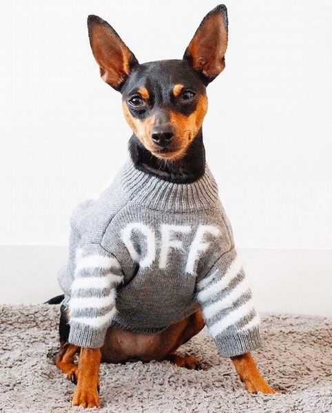 

fashion dog clothes flexible pet sweater for small chihuahua schnauzer pomeranian cat koki teddy designer apparel