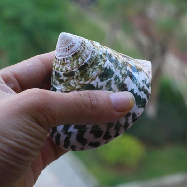

decorations 8-9cm natural green tower snail nautical home decor conch ornaments specimen collectibles gift starfish seas fos e1g0