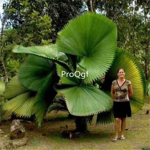 

prodgf 1pcs a set liviston plam tree party favor