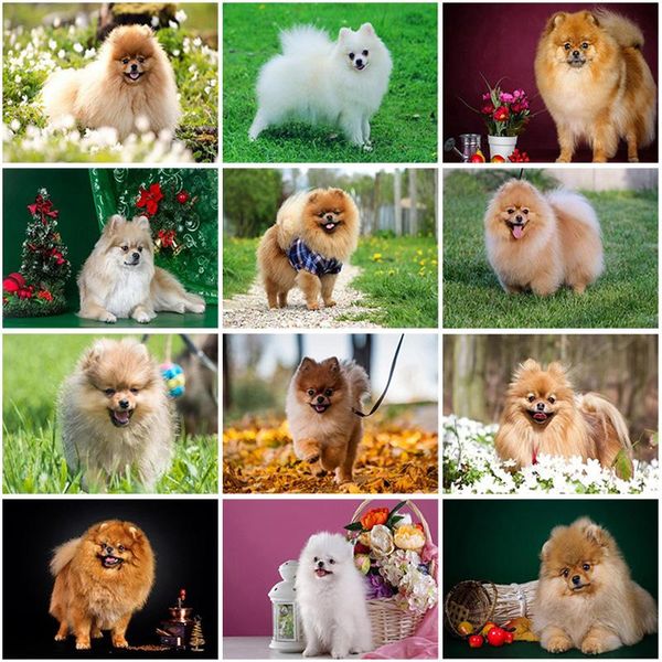 

diamond painting 5d diy dog embroidery pomeranian full round/square mosaic puppy picture of rhinestones handcraft gift
