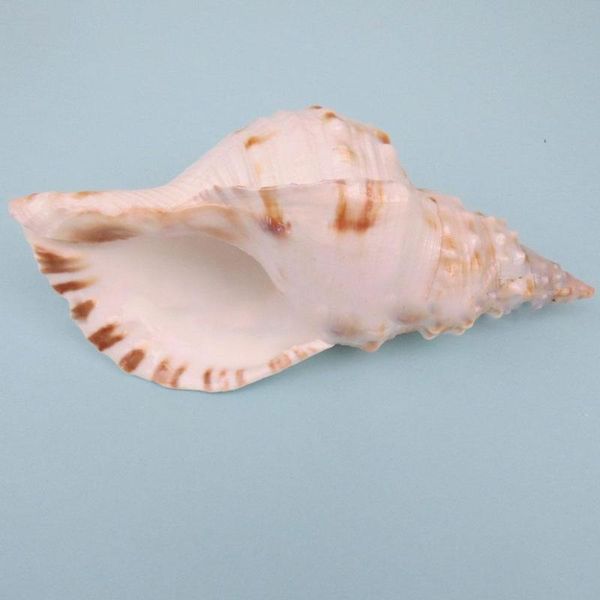 

novelty items natural conch shell 20-25 cm boutique rare golden torch fish ornaments tank collection micro-landscape decoration phoenix s r4