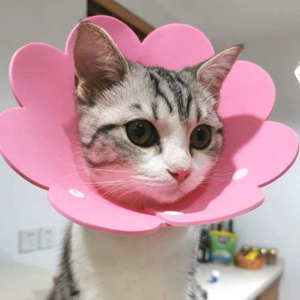 

cat collars & leads s/m/l pet protective for small dog wound healing protection anti-bite neck cone recovery circle
