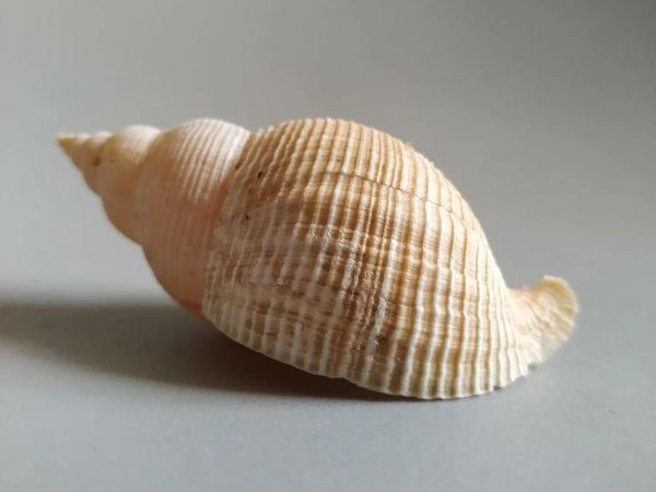 

novelty items natural selection of the most rare collectible conch with lid