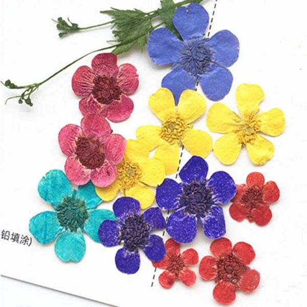 

decorative flowers & wreaths buttercup diy cell phone case dried for plant specimens 120pcs ent