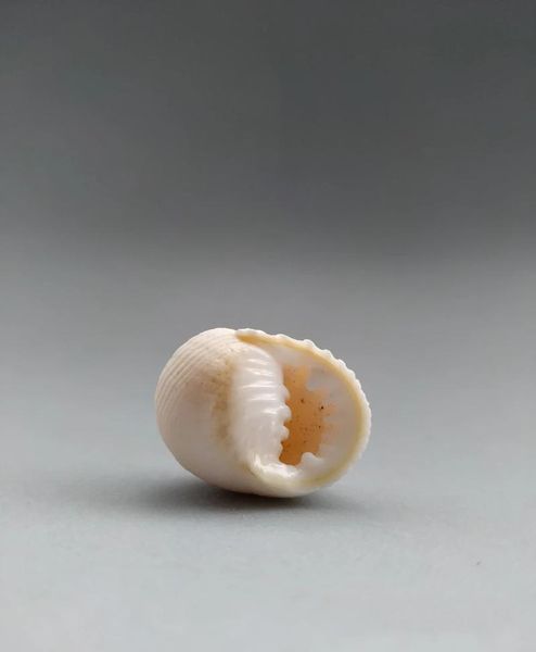 

novelty items naturally selected super rare collectible conch