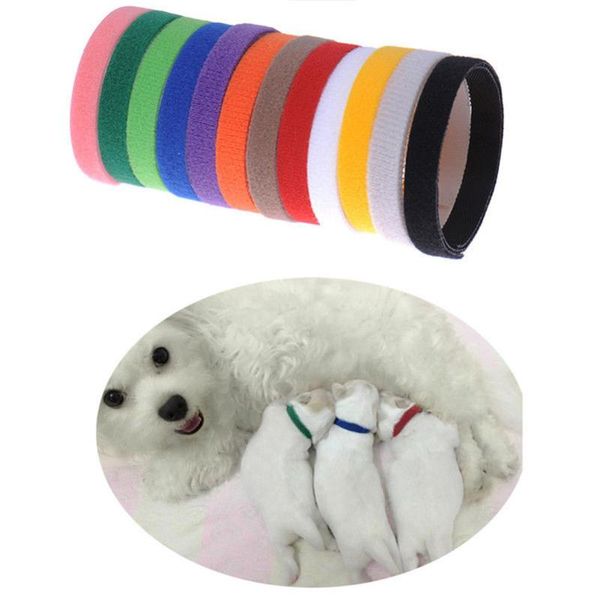 

dog collars & leashes 12pcs puppy id identification adjustable nylon small pet kitten necklace whelping