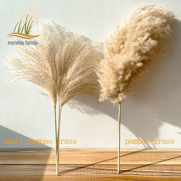 

decorative flowers & wreaths real pampas grass decor natural dried plants wedding dry flower bouquet fluffy lovely for holiday home