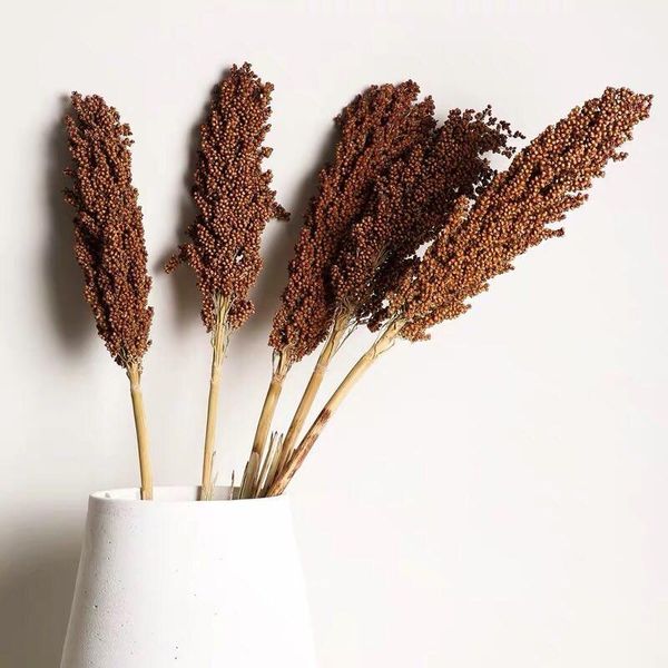 

5pcs real plant sorghum bunch natural dried flower wedding floral home decoration decorative flowers & wreaths