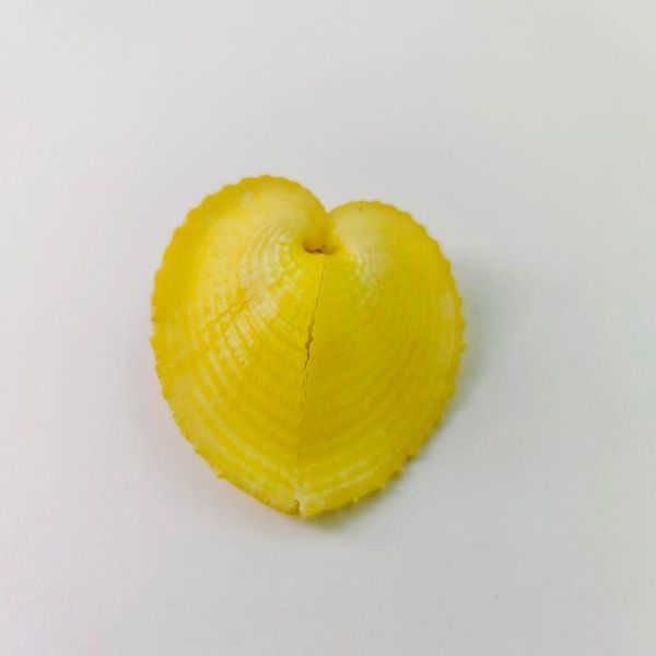 

novelty items 5 cm natural rare shell conch collection yellow heart clam