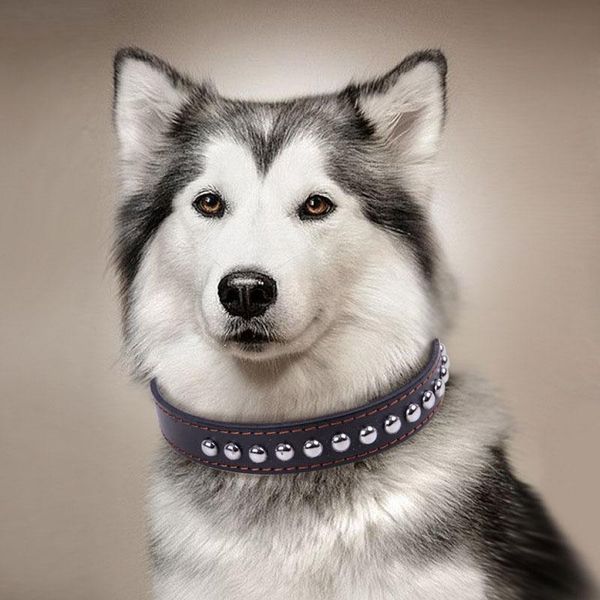 

dog collars & leashes heavy and duty leather studded collar for small medium large dogs adjustable training 2.5/3.0/3.5cm width