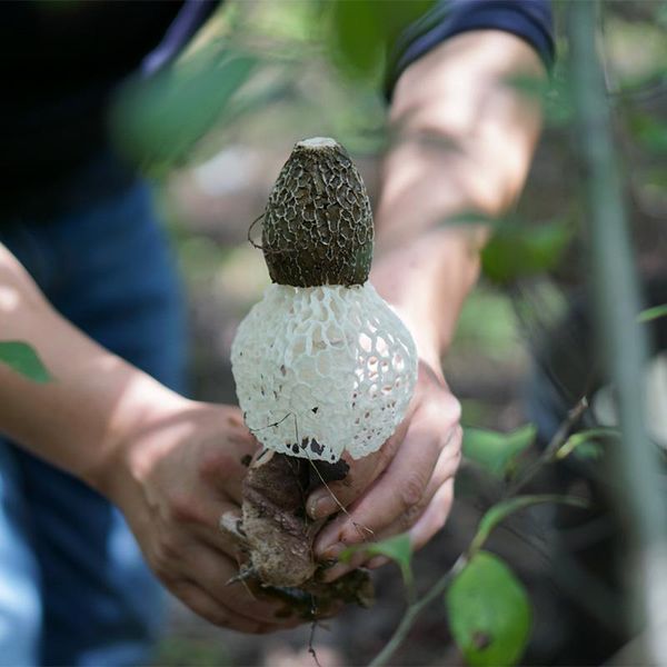 

phallus indusiatus, stinkhorn , bamboo zhu sun decorative flowers & wreaths