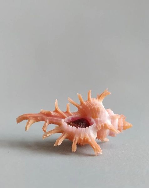 

novelty items natural selection, collection, rare conch with lid