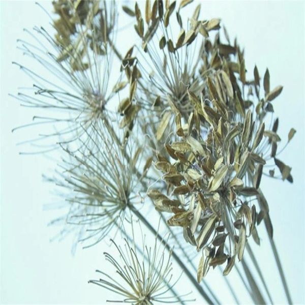 

decorative flowers & wreaths natural dandelion flores secas branch with fruits wedding home accessories wall decor garden decoration outdoor