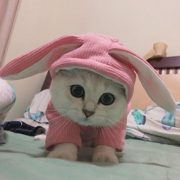 

cat costumes cute pet clothes chihuahua winter cartoon hoodies coat puppy kitten jacket for small medium dog soft fleece costume