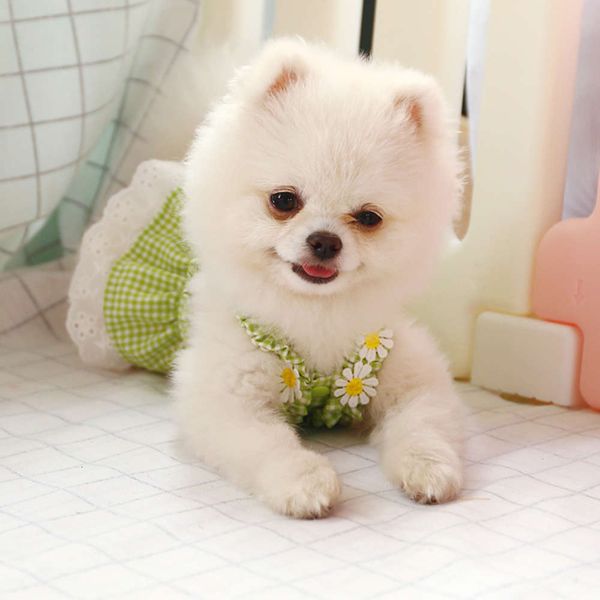 

the dog clothes dog clothes korean pet teddy bomei bear flower suspender skirt summer princess dress lace