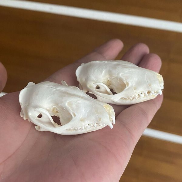 

2pcs real hedgehog animal skull taxidermy study unusual ornament