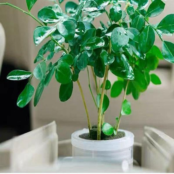 

car potted specially designed for the water cup in to purify air green carrot hydroponic plants creative interior decorations