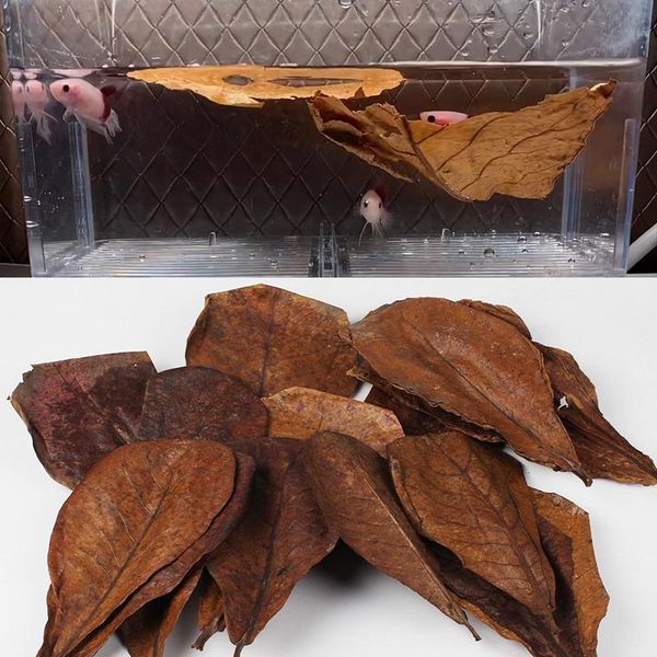 

decorations 360/180/90pcs olive leaves fish tank cleaning tools terminalia catappa aquarium decoration water treatment almond leaf