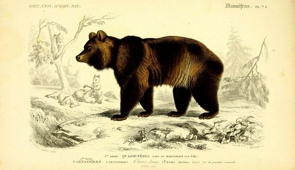 

wall stickers brown bear zoological vintage animal art silk poster print 24x36inch