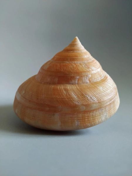 

novelty items natural selection, collection, rare and conch