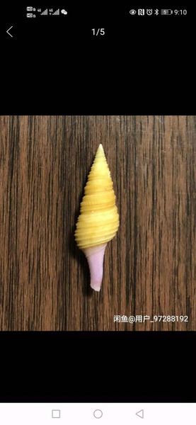 

3.5 cm color coiled snail made in the philippines novelty items