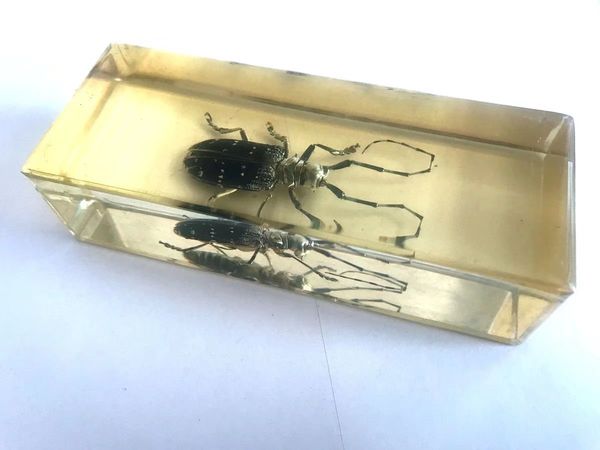 

vintage long antennae insect specimen block big size paperweight decor oddity, Silver