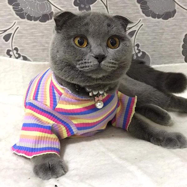 

colorful pet cat vest shirt for small cats mascotas clothing spring puppy clothes stripe ropa para gatos katten kleding costumes