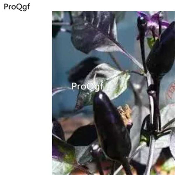 

prodgf 6000pcs a set choice ornamental pepper party favor