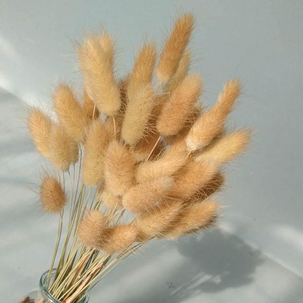 

decorative flowers & wreaths lagurus ovatus natural dried tail grass wedding home easter decorations laytail flower accessories props