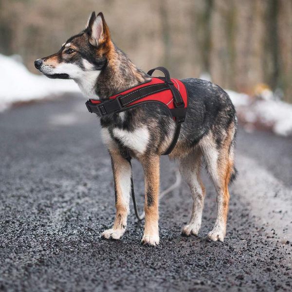 

dog collars & leashes xs-xxl harness reflective breathable adjustable pet for small medium large vest accessories