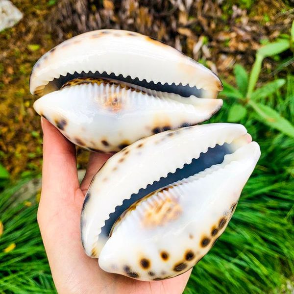 

natural conch shell large tiger spot 85mm---100mm mediterranean scene layout prop small ornament fish tank landscape decor novelty items