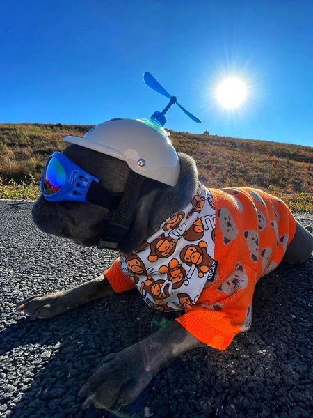 

cat costumes pet clothes french bull dog puppy costume sweater chihuahua pug pets dogs clothing
