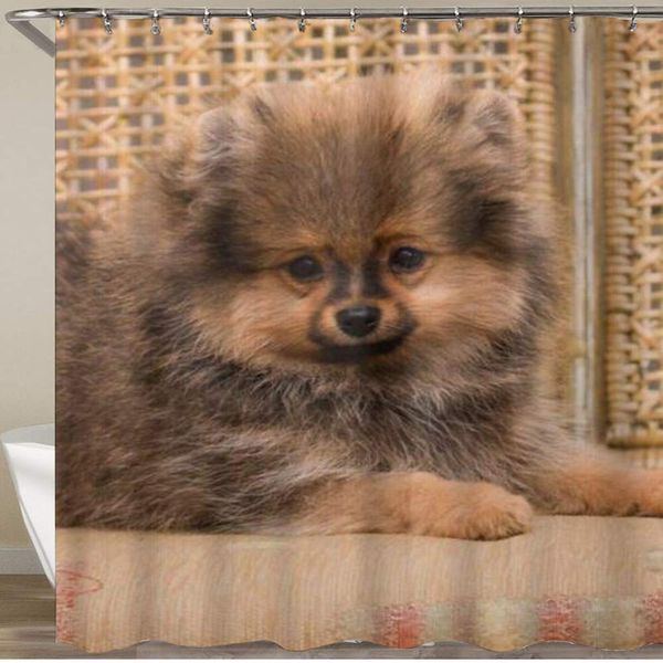 

shower curtain,beautiful brown pomeranian dog,polyester fabric waterproof bath curtains hooks included - 72 x 72 inches