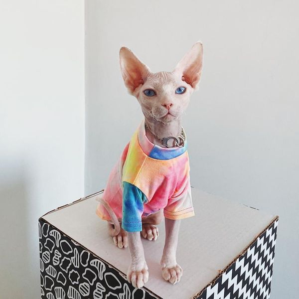 

hairless cat clothes sphinx deven rainbow breathable sun-proof t-shirt pet for dogs shirt clothing decoration costumes