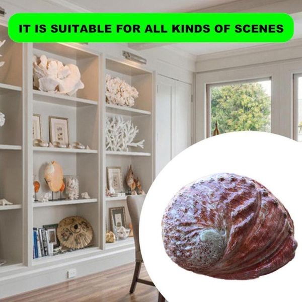 

novelty items natural zealand abalone shell big conch diy crafts gift home decoration aquarium landscaping wedding landscape decoraition