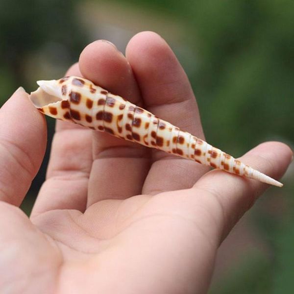 

novelty items 1pcs natural shell bamboo snail collection specimen creative decoration pography props red diamond