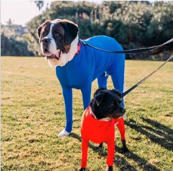 

dog apparel medium and large stretch clothes autumn winter four-legged pet