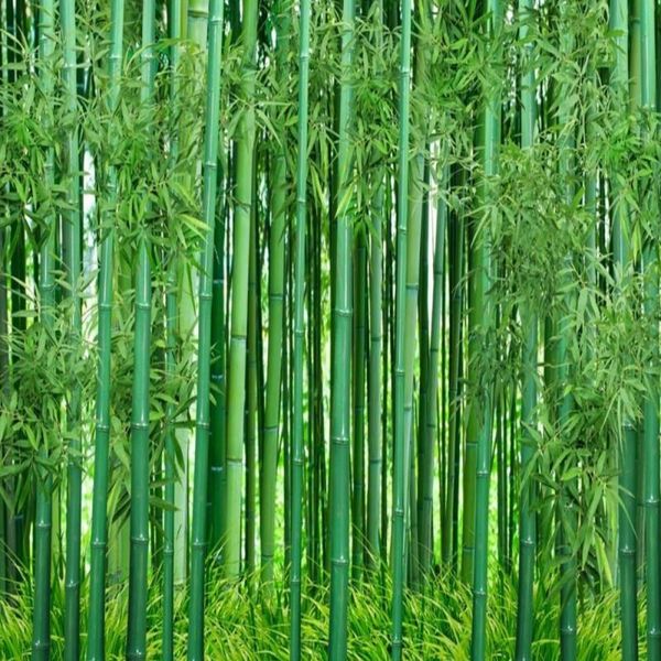 

wallpapers dropship colomac custom wallpaper hd green bamboo landscape painting mural papel para pared wall papers home decor