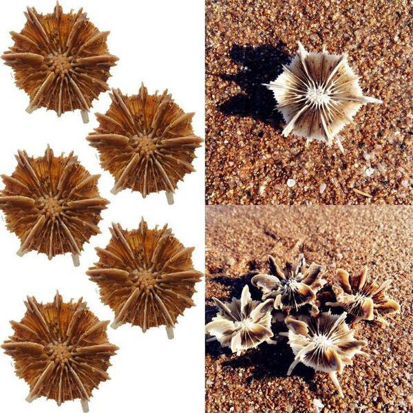 

novelty items 5pcs 2-2.5 cm natural small sea urchin shell conch beach wedding decoration coastal home
