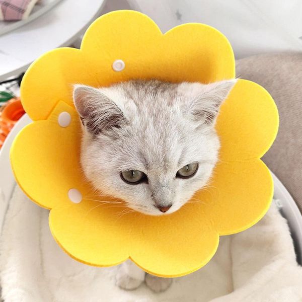 

cute pet protective collars for dogs cats wound healing protection dog cat anti-bite neck cone recovery circle & leads