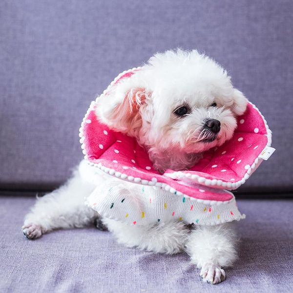 

cat collars & leads 2021 promotion soft cloth protective elizabeth floral printed circle ring pet collar preventing touching rashes wound an