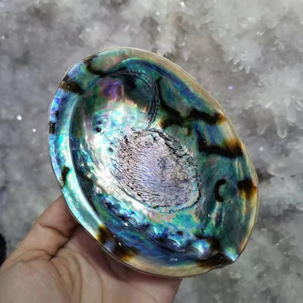 

decorative objects & figurines abalone shell nautical decor soap-box seashell