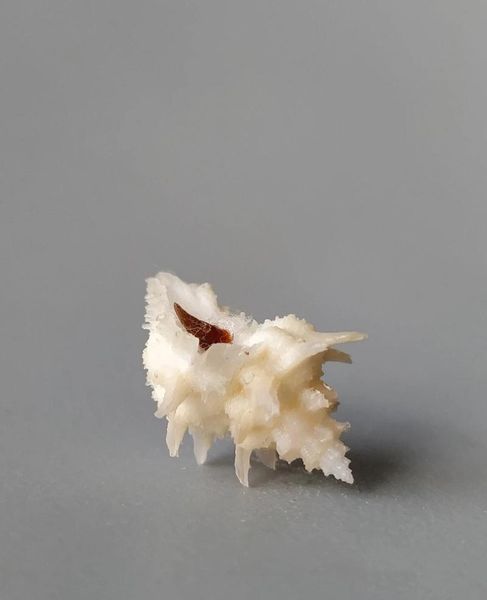 

novelty items natural selection, superb, rare collection, conch with lid