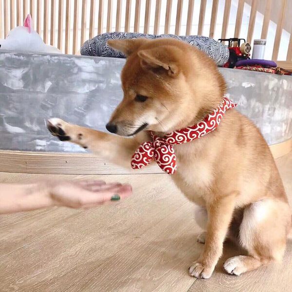 

shiba scarf dog apparel